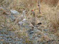 Lagopus muta chamberlaini