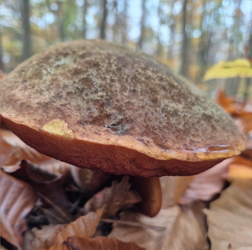Neoboletus erythropus