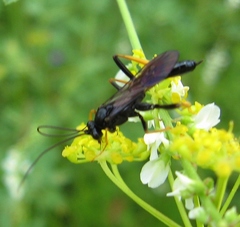 Exetastes suaveolens