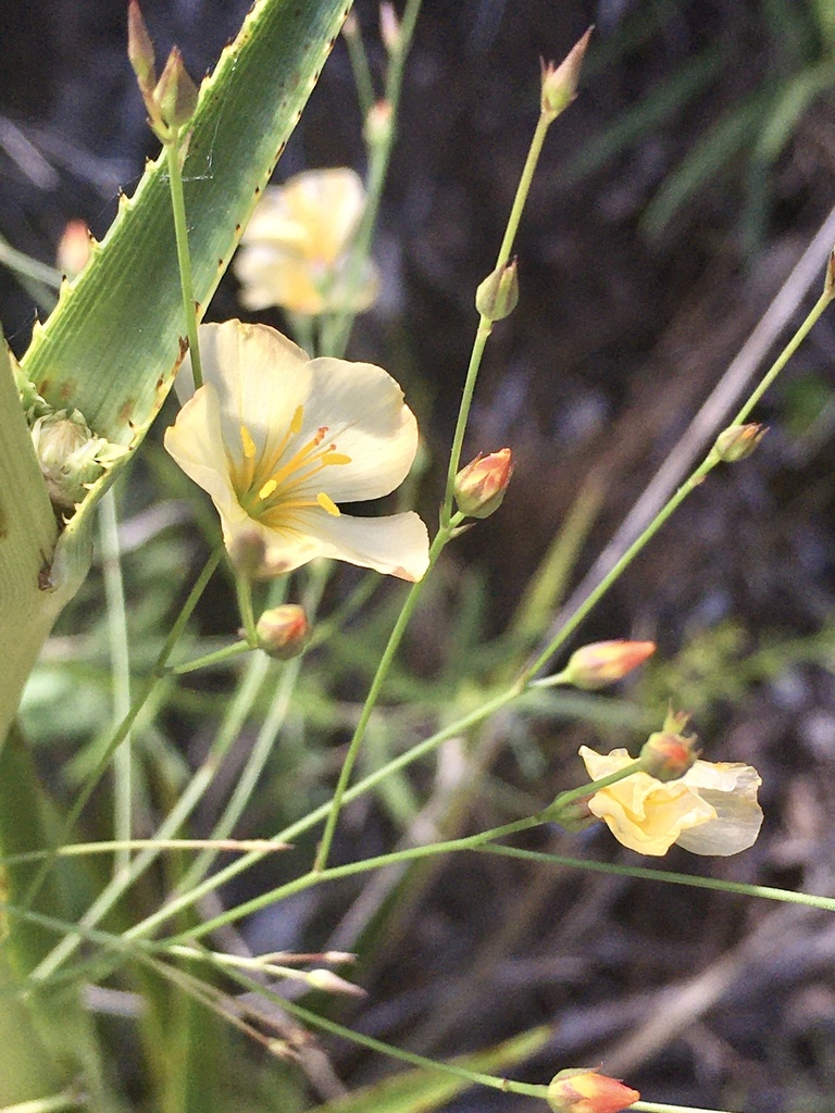 Linum burkartii