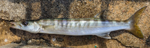 Banded barracuda (Sphyraena jello) — Sphyraenidae — 2