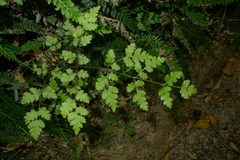 Pteris saxatilis