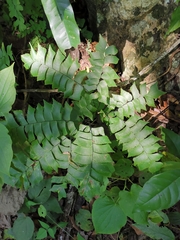 Adiantum trapeziforme