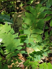 Adiantum trapeziforme