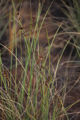 Coleochloa setifera