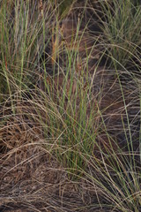 Coleochloa setifera