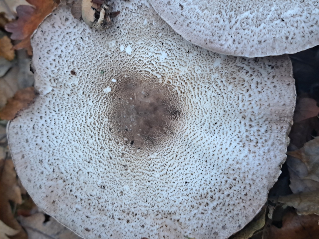 Agaricus moelleri · November 2025 · photo: © marisnocatpiss (iNaturalist, cc-by)
