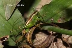 Conocephalus ochrotelus