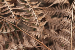 Pteridium latiusculum japonicum