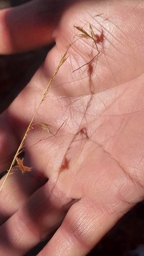 Sorghastrum secundum, photograph 6