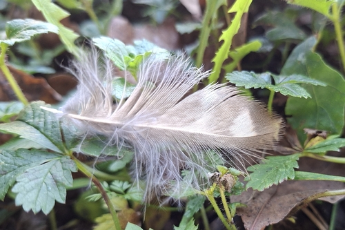 View observation of {o.common_name} on iNaturalist