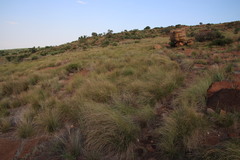 Coleochloa setifera