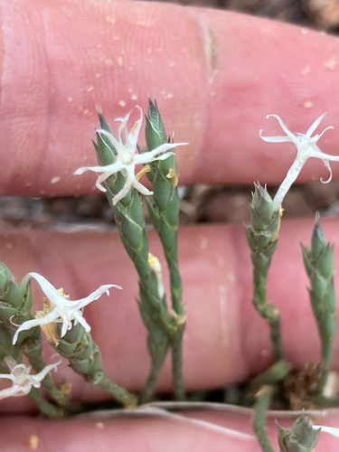 Elytraria acaulis, photograph 5