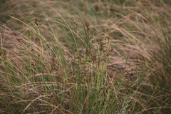 Coleochloa setifera