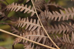 Pteridium latiusculum japonicum