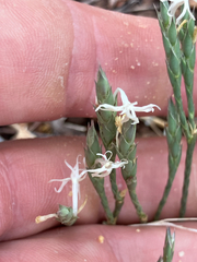 Elytraria acaulis, photograph author not stated, no rights reserved