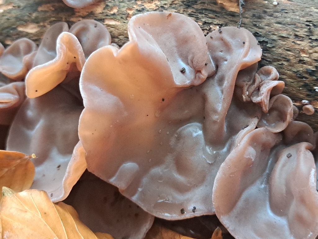 Auricularia auricula-judae · November 2025 · photo: © marisnocatpiss (iNaturalist, cc-by)