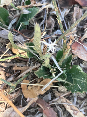 author not stated, no rights reserved Elytraria acaulis, photograph author not stated, no rights reserved