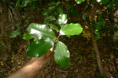 Planchonella costata