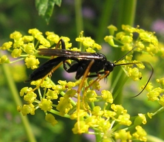 Exetastes suaveolens