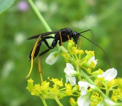 Exetastes suaveolens