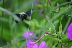 Xylocopa grisescens