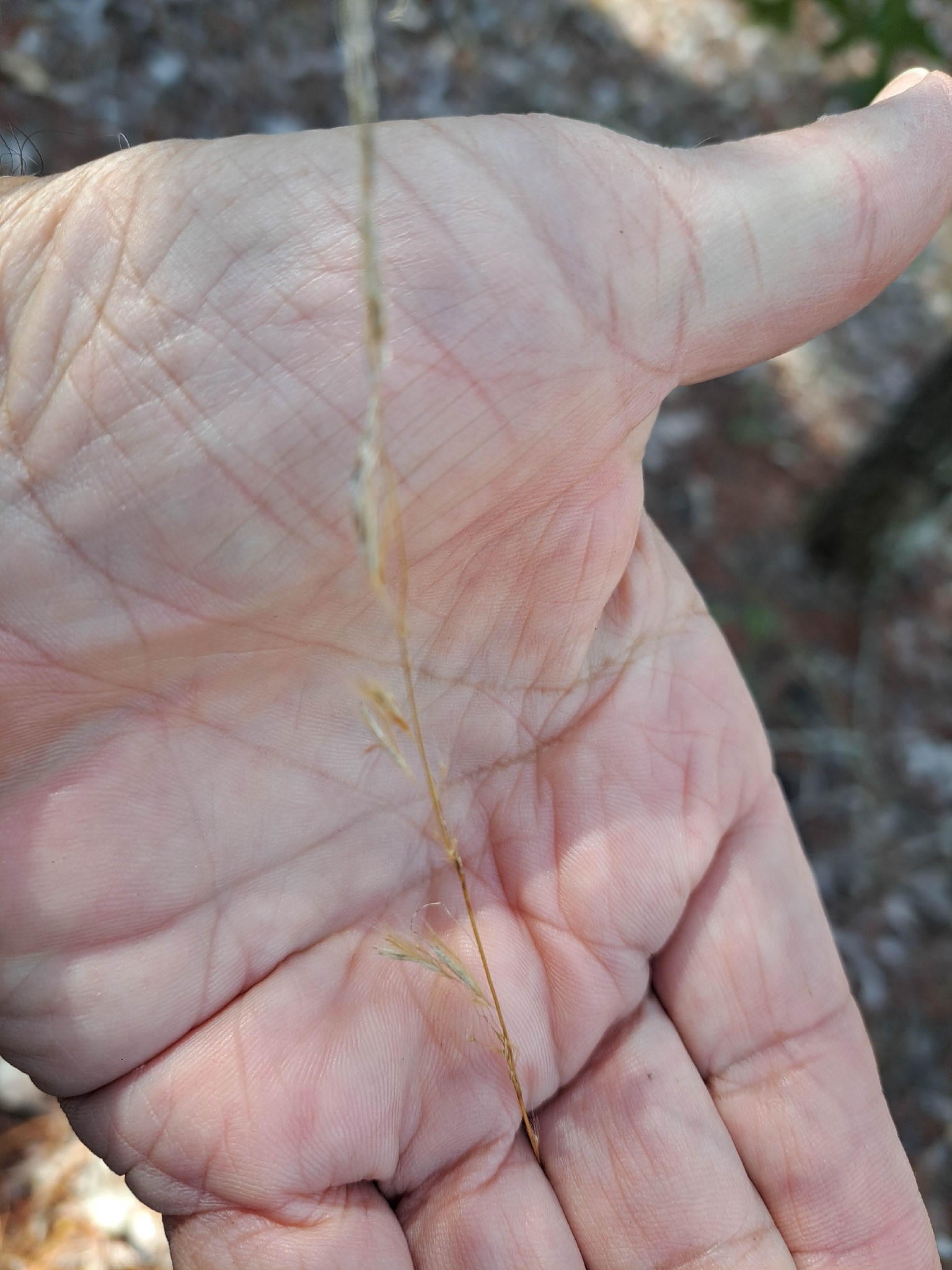 Lopsided Indiangrass (Sorghastrum secundum)
