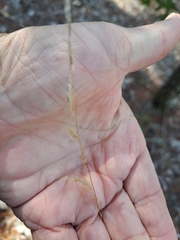 author not stated, no rights reserved Sorghastrum secundum, photograph author not stated, no rights reserved