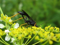 Exetastes suaveolens