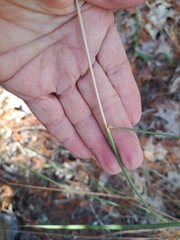 author not stated, no rights reserved Sorghastrum secundum, photograph author not stated, no rights reserved