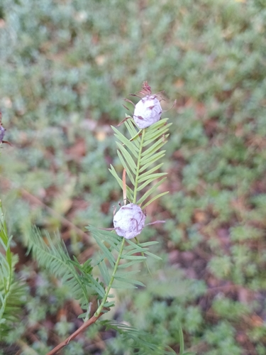 Unknown species found near Gainesville, FL 32608, USA