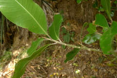 Planchonella costata