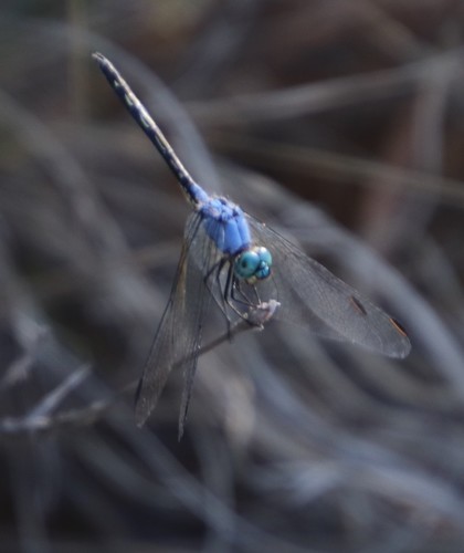 Jaunty Dropwing photo 5