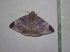 Pindara