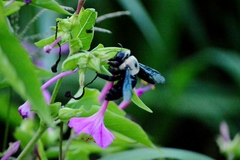 Xylocopa grisescens