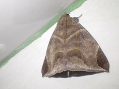 Poaphilini