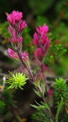 Castilleja parviflora parviflora