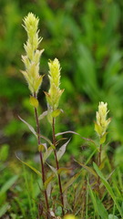 Castilleja unalaschcensis