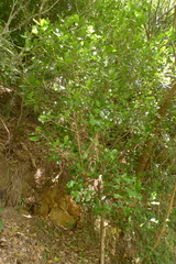 Planchonella costata