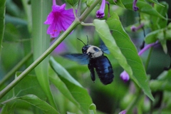 Xylocopa grisescens