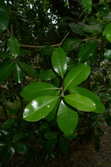 Planchonella costata