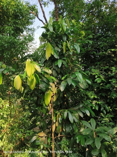 Samadera indica observed 2025-11-11
