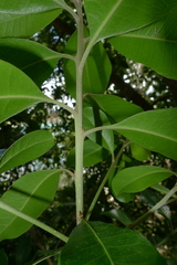 Planchonella costata