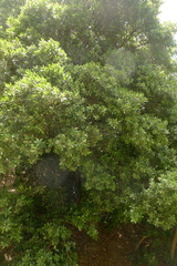 Planchonella costata