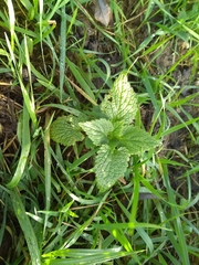 Lamium album