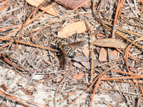 Unknown species found near Okaloosa County, FL, USA