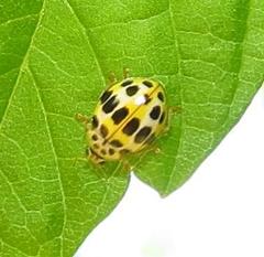 Psyllobora variegata