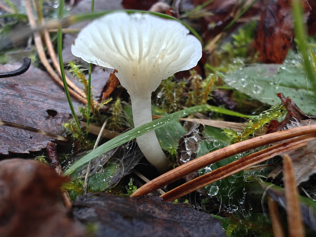Cuphophyllus virgineus · November 2025 · photo: © kuldkollane (iNaturalist, cc-by)