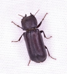 Apatides fortis