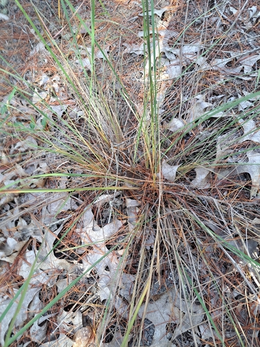 Sorghastrum secundum, photograph 5
